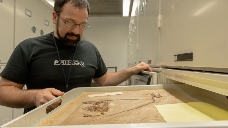 Illustration for article titled How The AMNH Is Using 3D Printing To Copy Dinosaur Bones